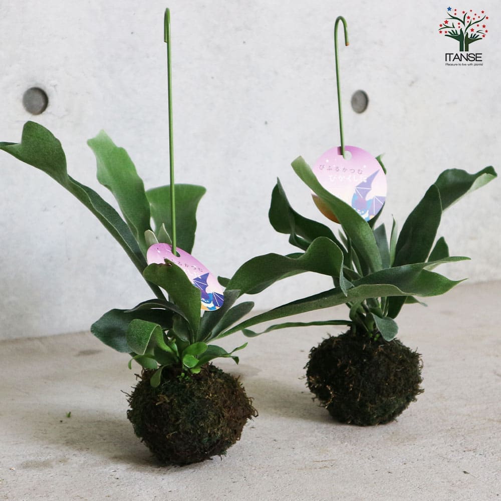 ビカクシダ(コウモリラン) ビフルカツム【観葉植物 苔玉Lサイズ リビングやオフィス向きサイズ 着生植物】