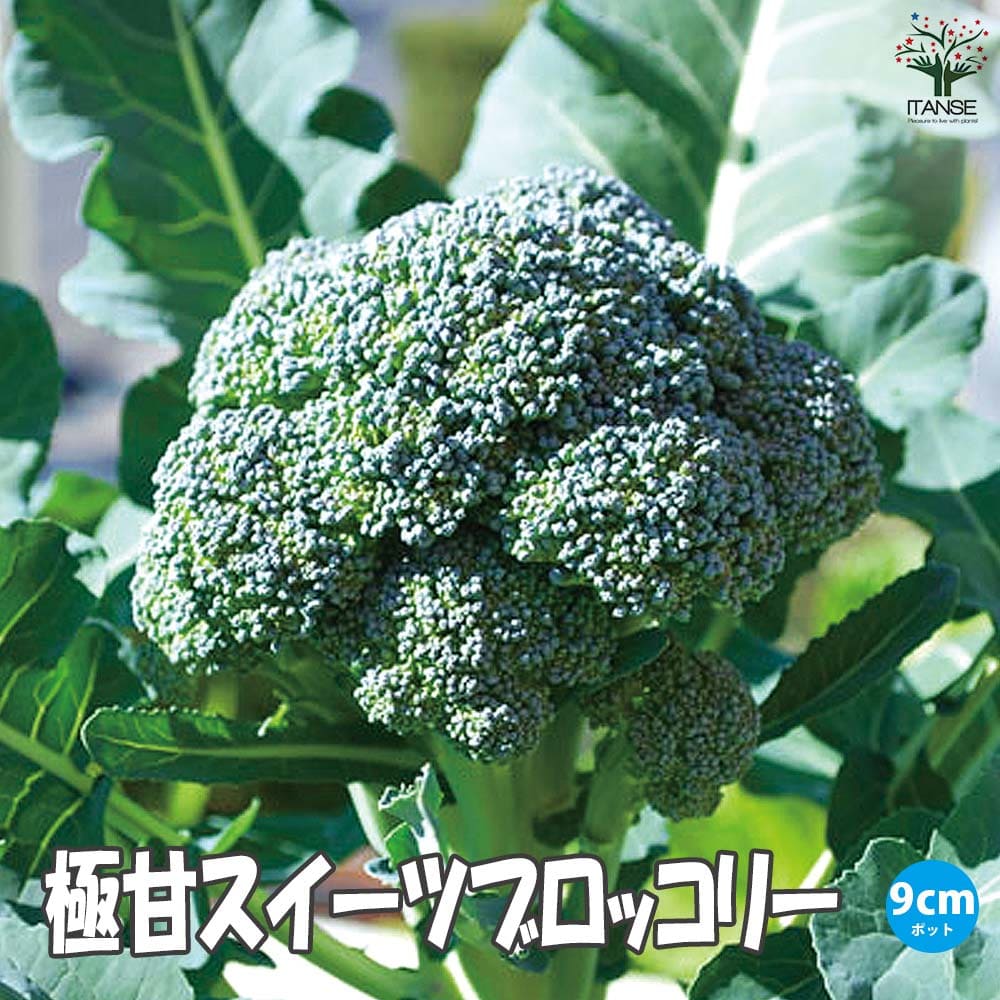 「極甘!スイーツブロッコリーの苗」3個～【野菜苗9cmポット】