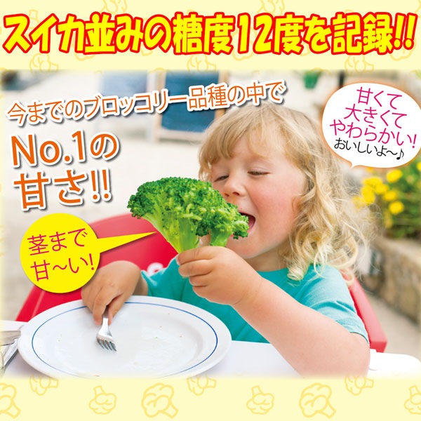 「極甘!スイーツブロッコリーの苗」3個～【野菜苗9cmポット】