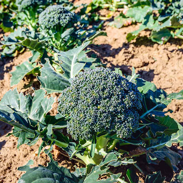 「極甘!スイーツブロッコリーの苗」3個～【野菜苗9cmポット】