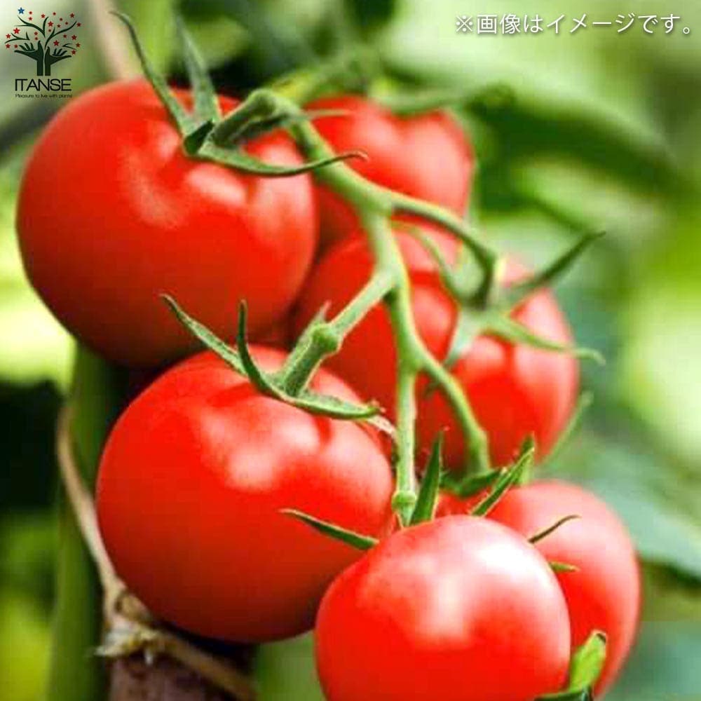 トマトの苗 フルーツトマト (中玉) 枝づくり苗2個~【野菜の苗 12cmポット 接木苗】