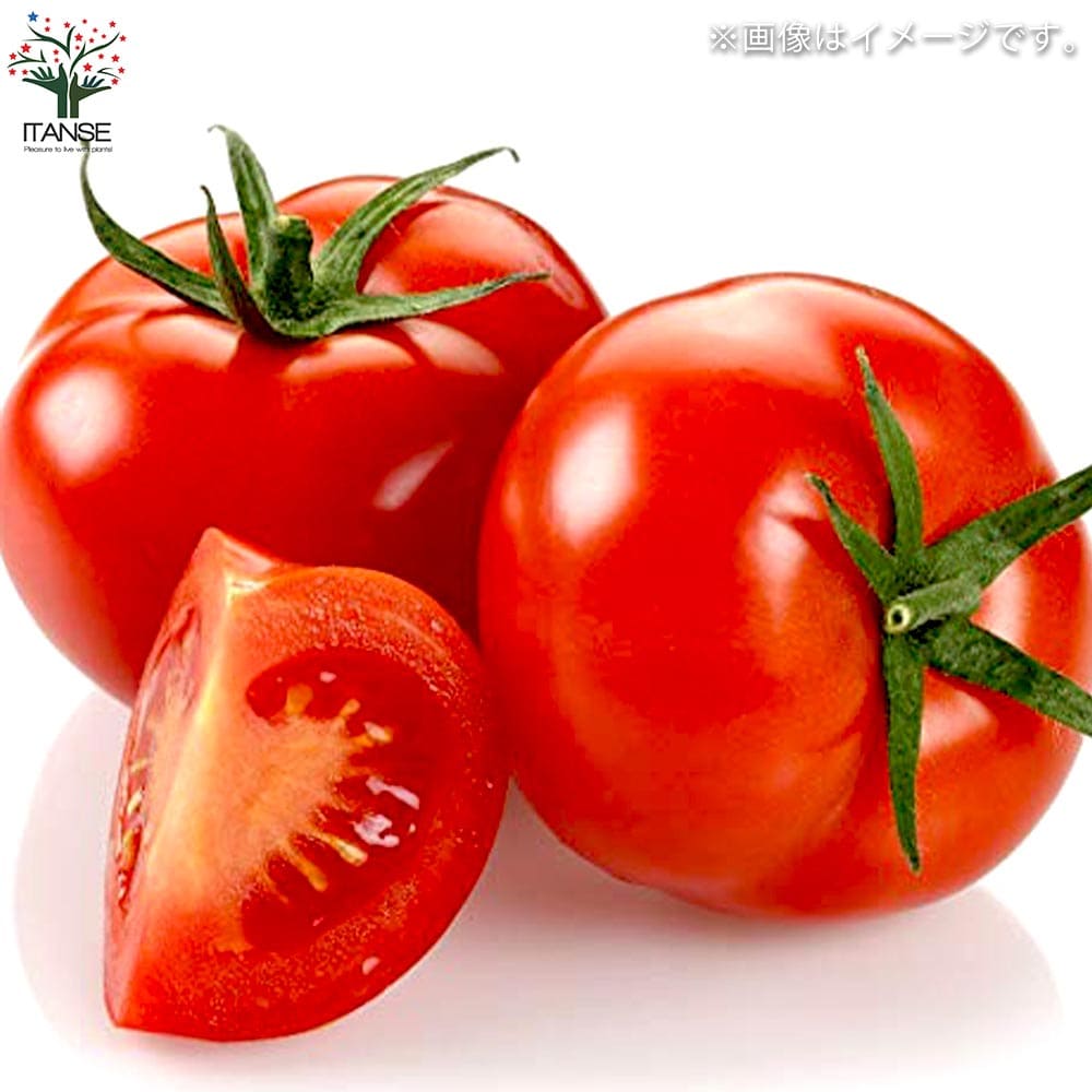 トマトの苗 フルーツトマト (中玉) 枝づくり苗2個~【野菜の苗 12cmポット 接木苗】