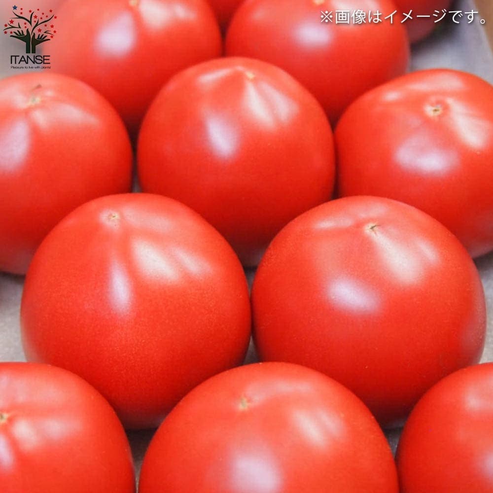 トマトの苗 フルーツトマト (中玉) 枝づくり苗2個~【野菜の苗 12cmポット 接木苗】