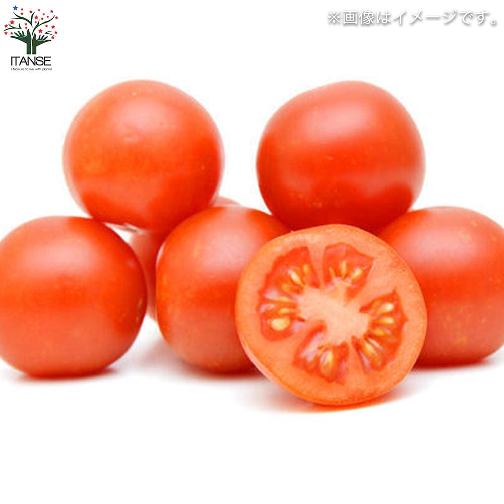 トマトの苗 フルーツトマト (中玉) 枝づくり苗2個~【野菜の苗 12cmポット 接木苗】