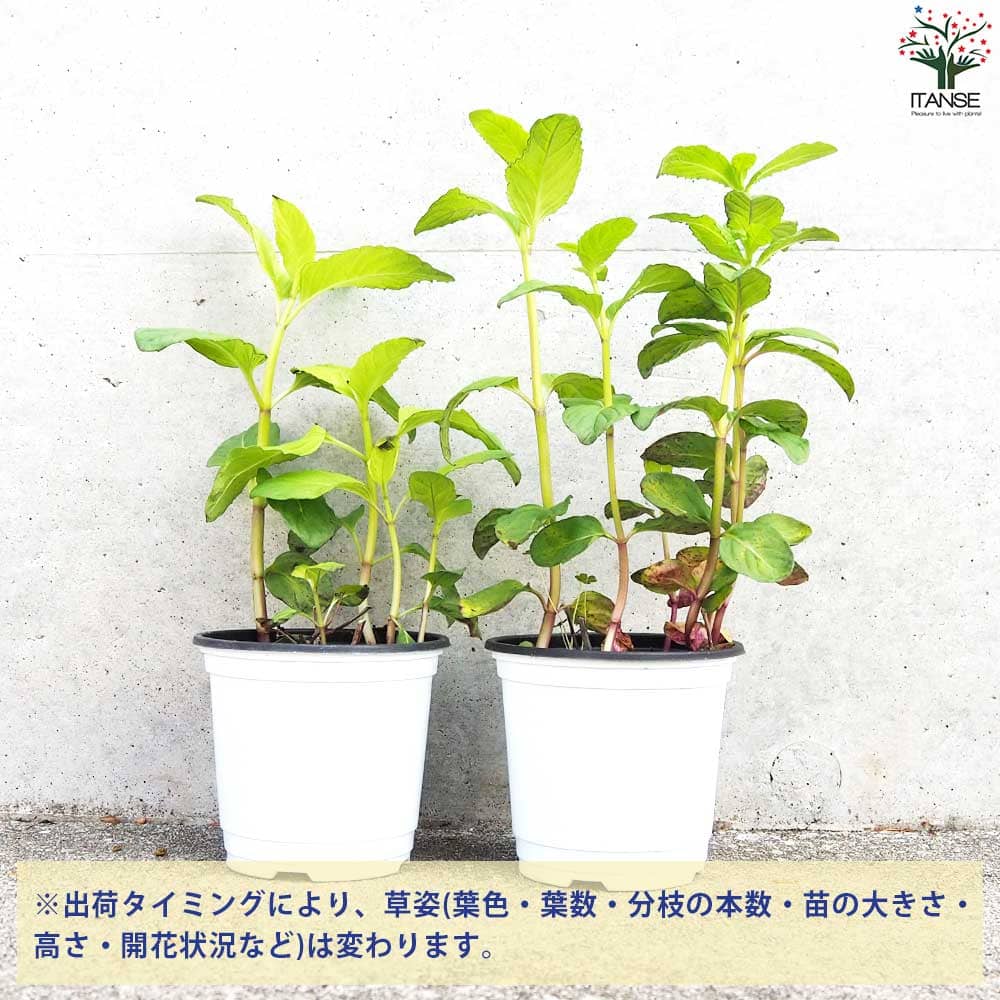 日本ハッカ(クールミント) 10.5cm2個～【おうちで簡単！育てやすい10.5