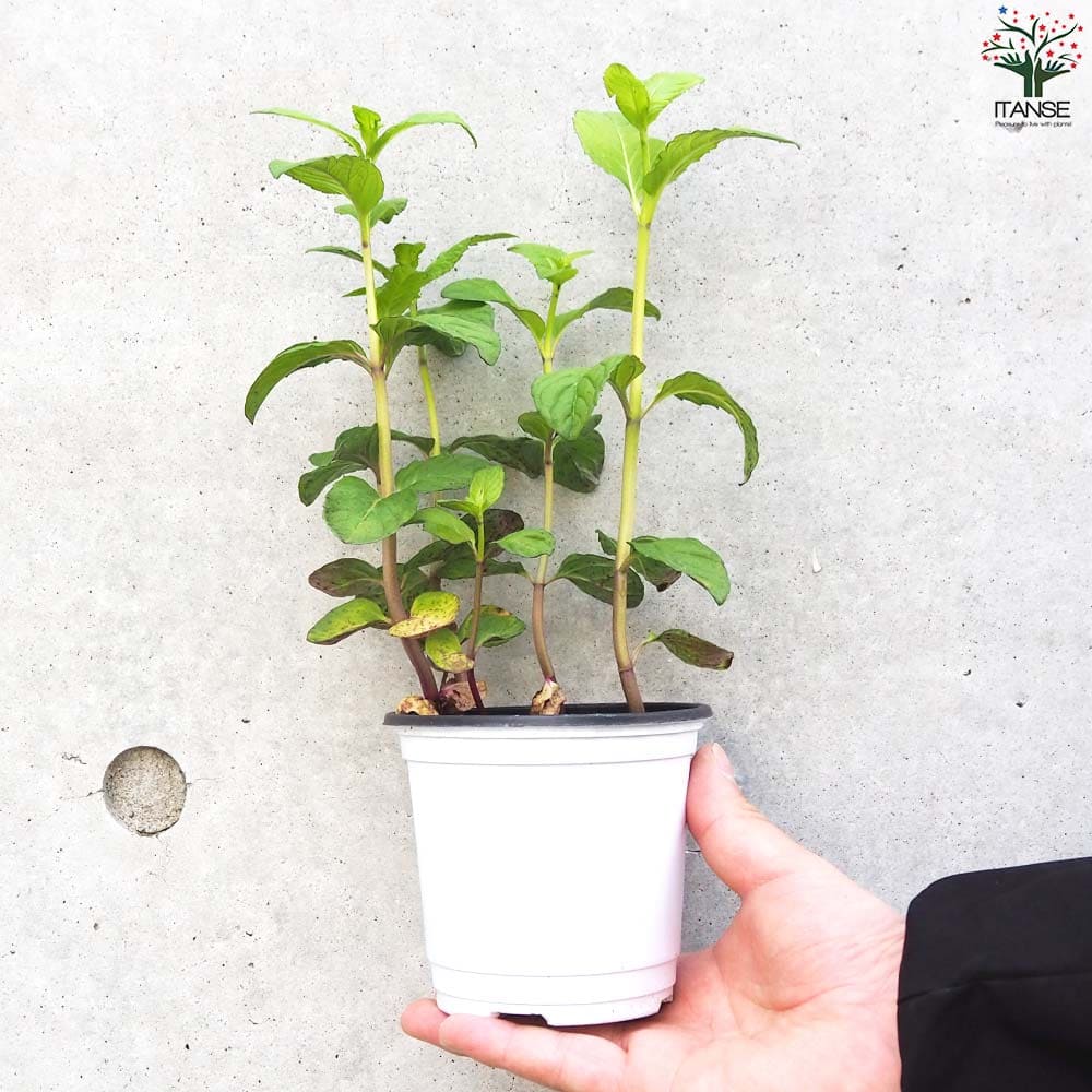 日本ハッカ(クールミント) 10.5cm2個～【おうちで簡単！育てやすい10.5