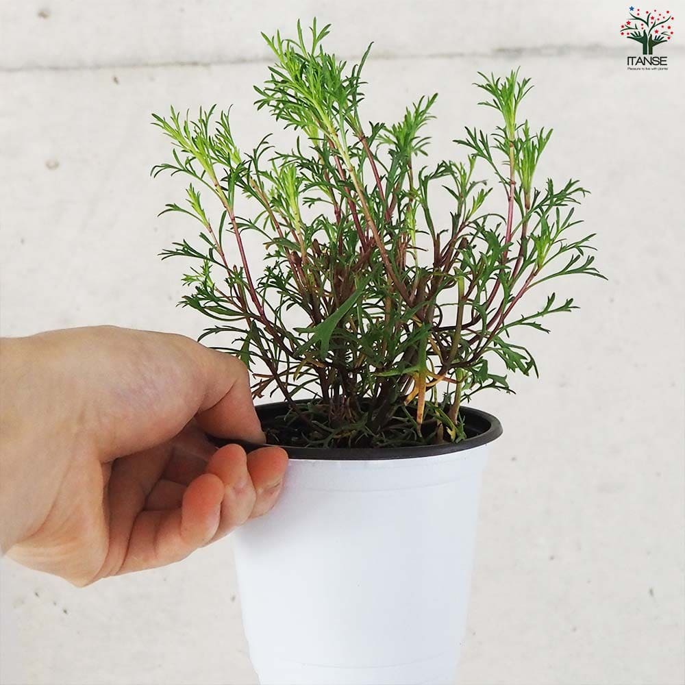リュウキュウヨモギ 2個～【ハーブの苗 10.5cm鉢】｜ 【植物の
