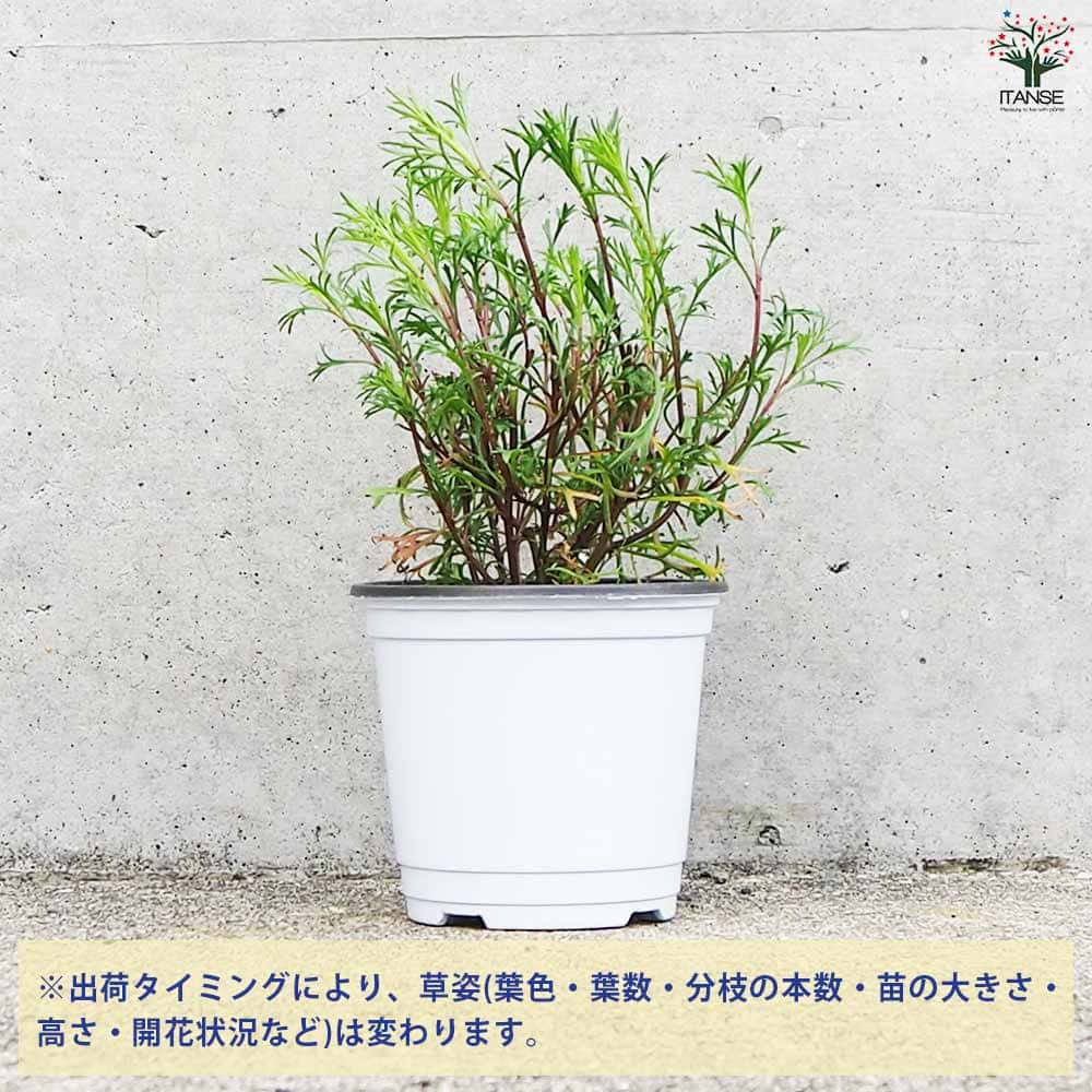 リュウキュウヨモギ 2個～【ハーブの苗 10.5cm鉢】｜ 【植物の
