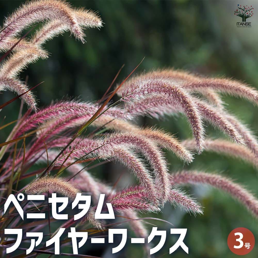 ペニセタム ファイヤーワークス 【花苗 3号ポット】