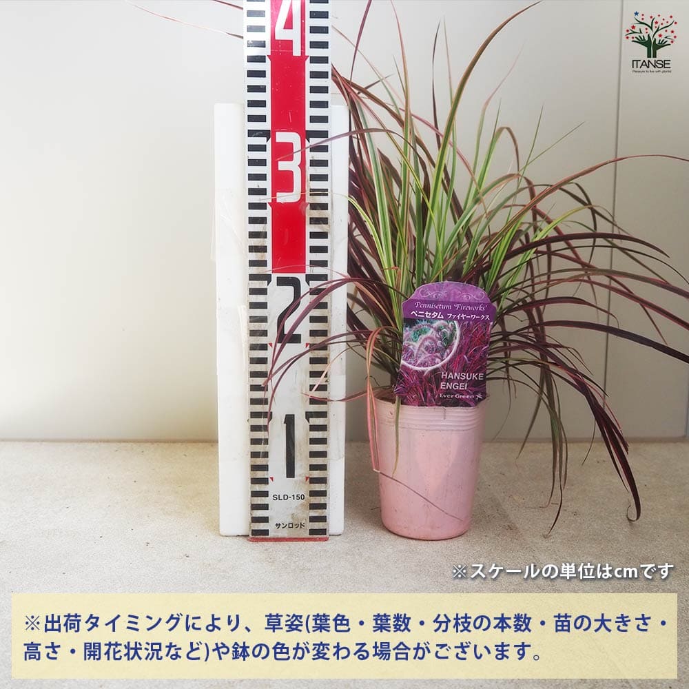 ペニセタム ファイヤーワークス 【花苗 3号ポット】