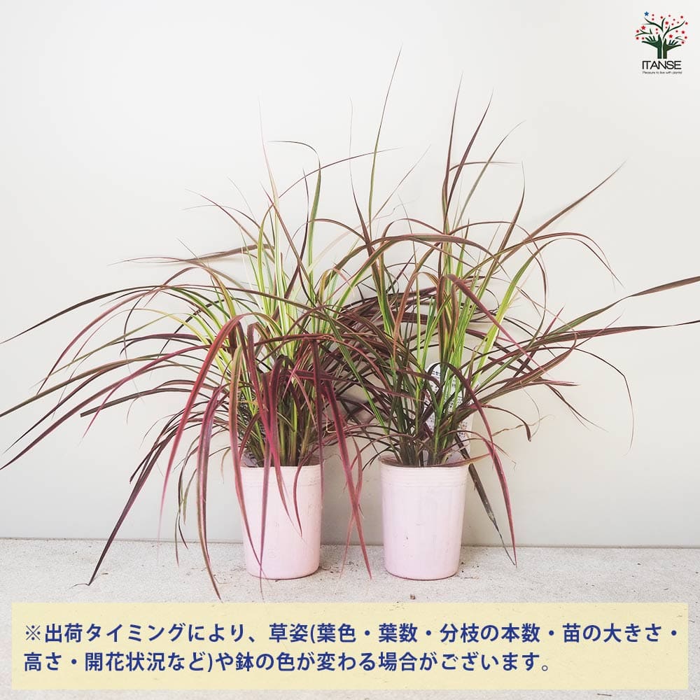 ペニセタム ファイヤーワークス 【花苗 3号ポット】