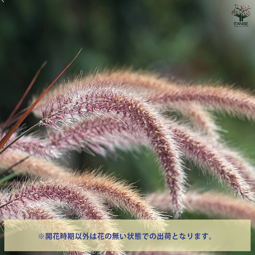 ペニセタム ファイヤーワークス 【花苗 3号ポット】