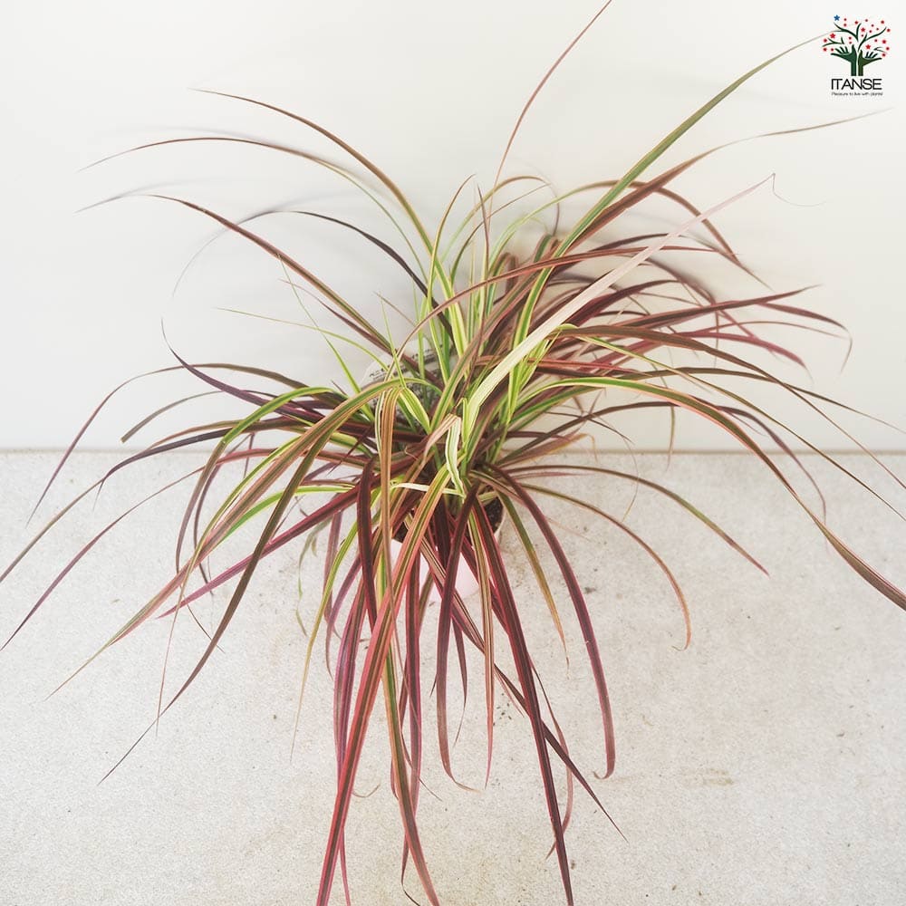 ペニセタム ファイヤーワークス 【花苗 3号ポット】