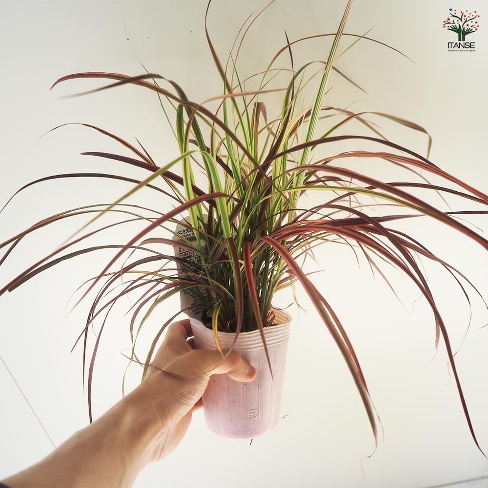 ペニセタム ファイヤーワークス 【花苗 3号ポット】