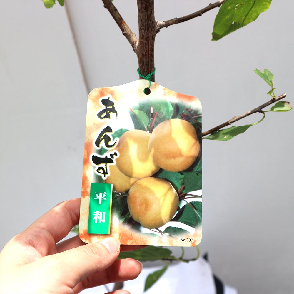 アンズの苗木 平和【果樹苗／12cmポット接木苗／1個】｜ 【植物の