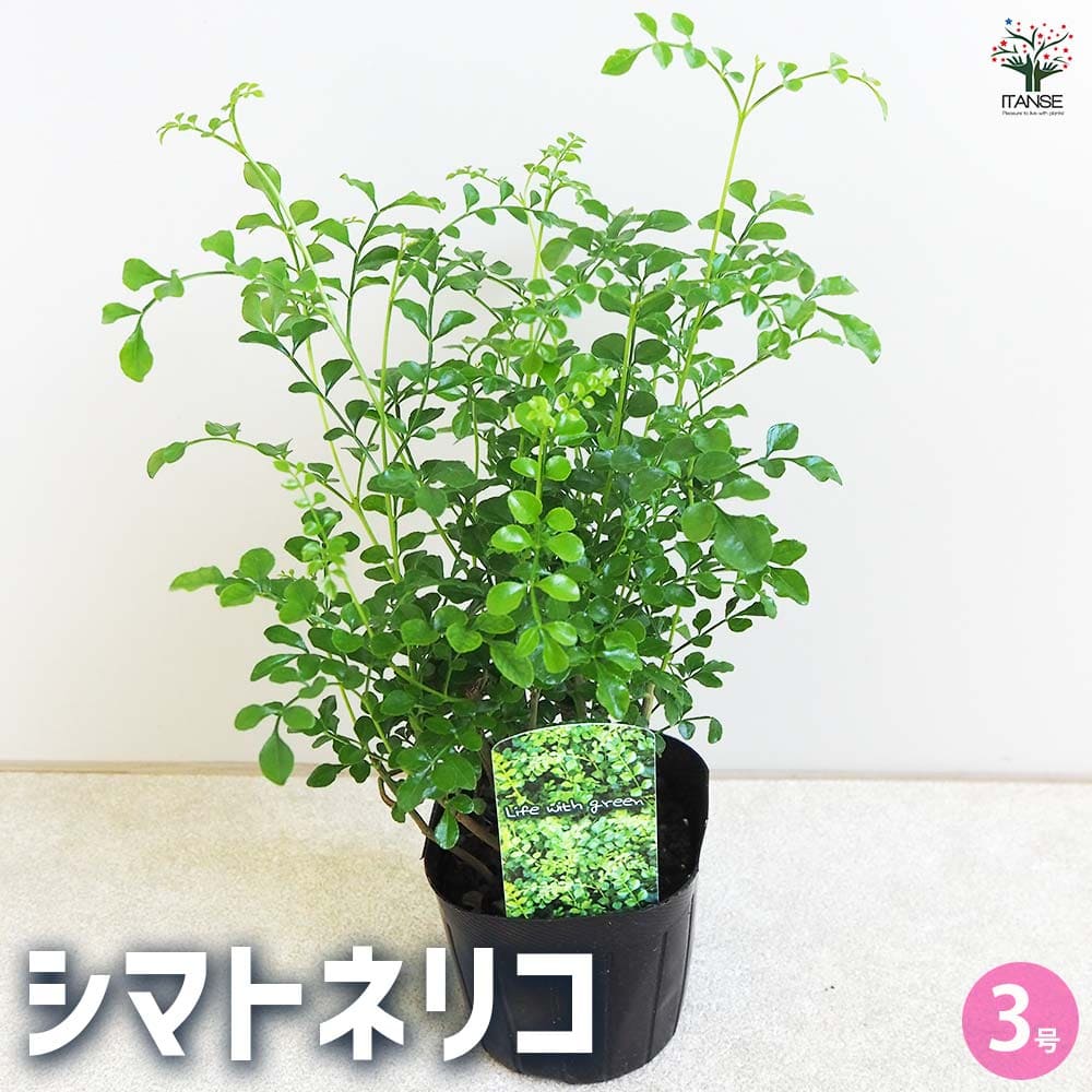 シマトネリコ 【観葉植物 3号】