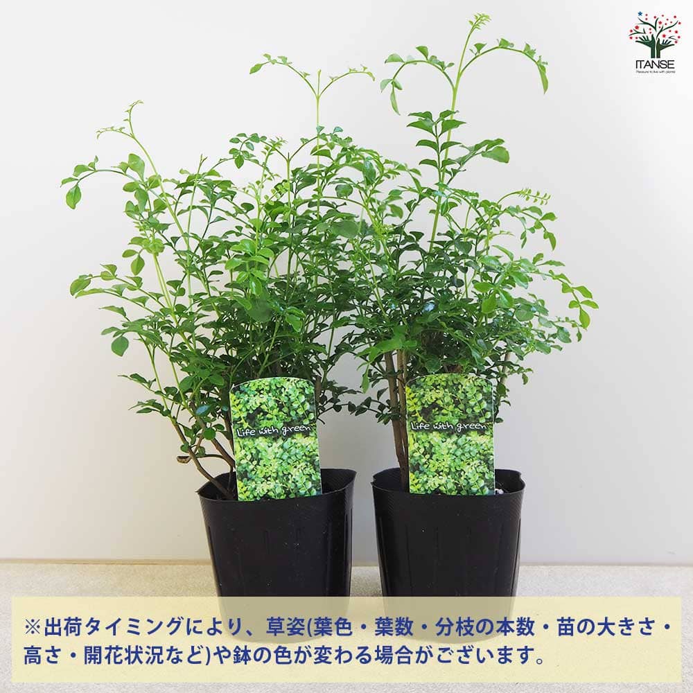 シマトネリコ 【観葉植物 3号】｜ 【植物のITANSE】全品