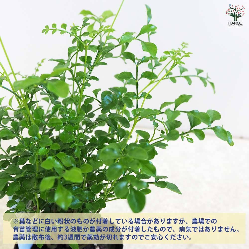 シマトネリコ 【観葉植物 3号】