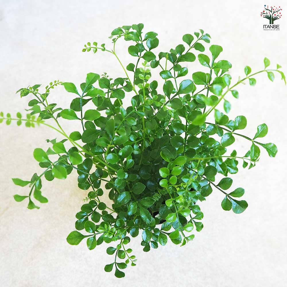 シマトネリコ 【観葉植物 3号】