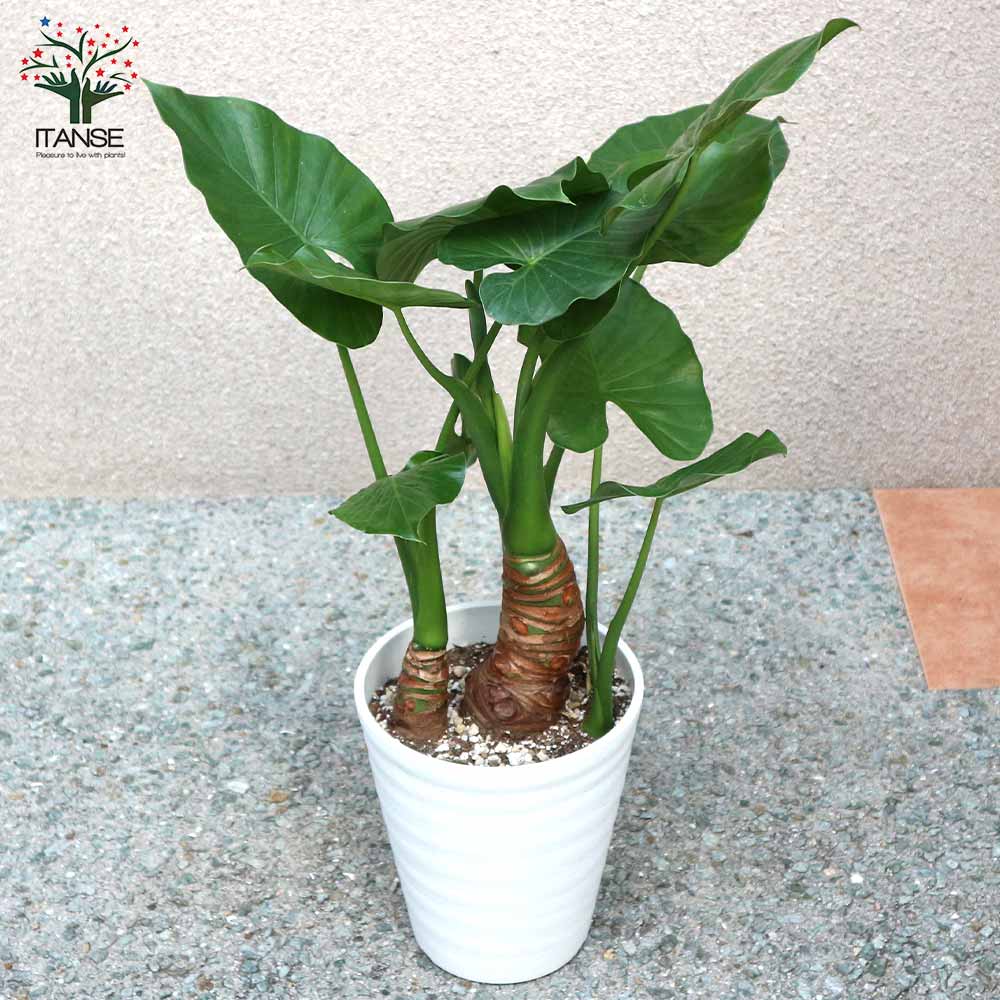 観葉植物 クワズイモ【観葉植物 6号ポット／1個売り】｜ 【植物の