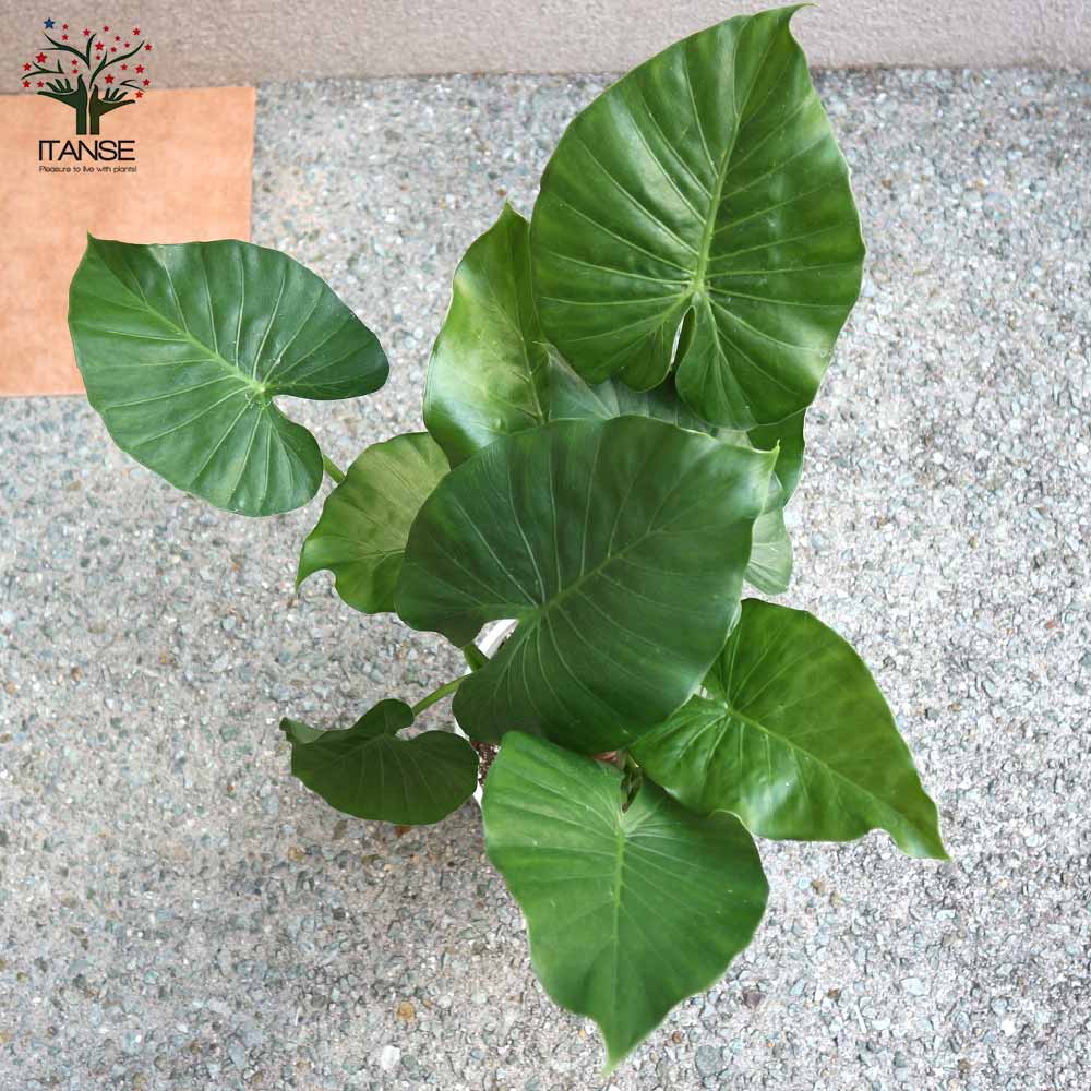 観葉植物 クワズイモ【観葉植物 6号ポット／1個売り】｜ 【植物