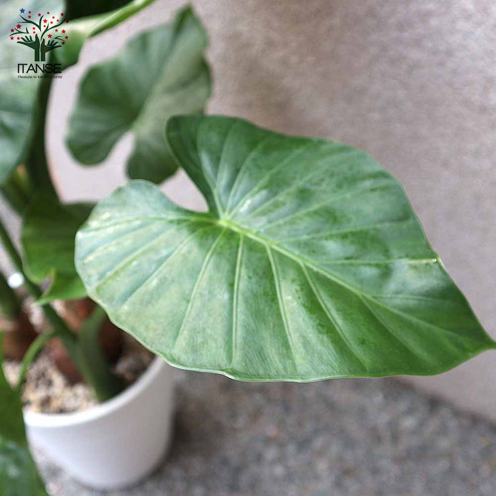 観葉植物 芋科 サトイモ科（Araceae） : えるだまの植物図鑑