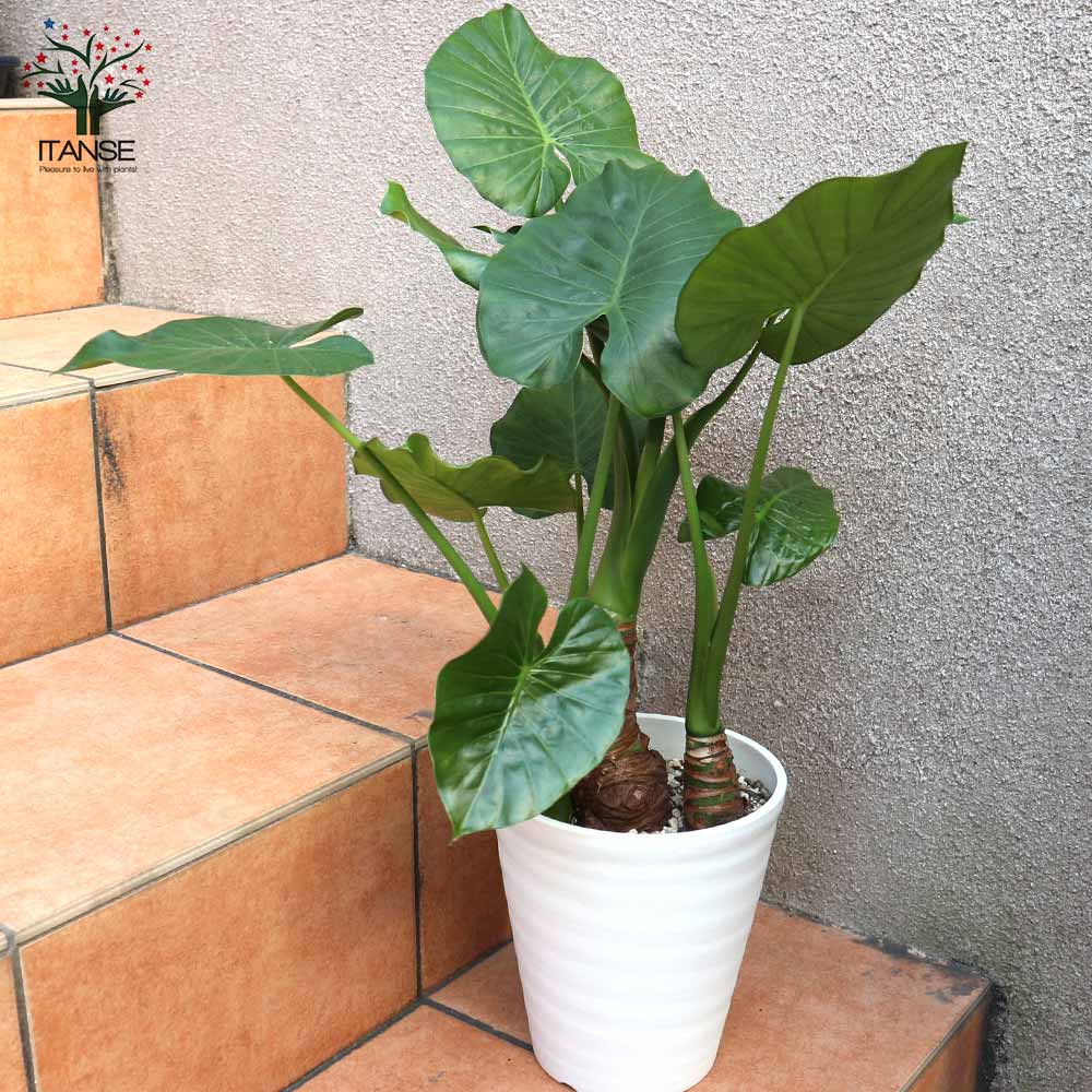 観葉植物 クワズイモ【観葉植物 5～6号ポット／1個売り】｜ 【植物の