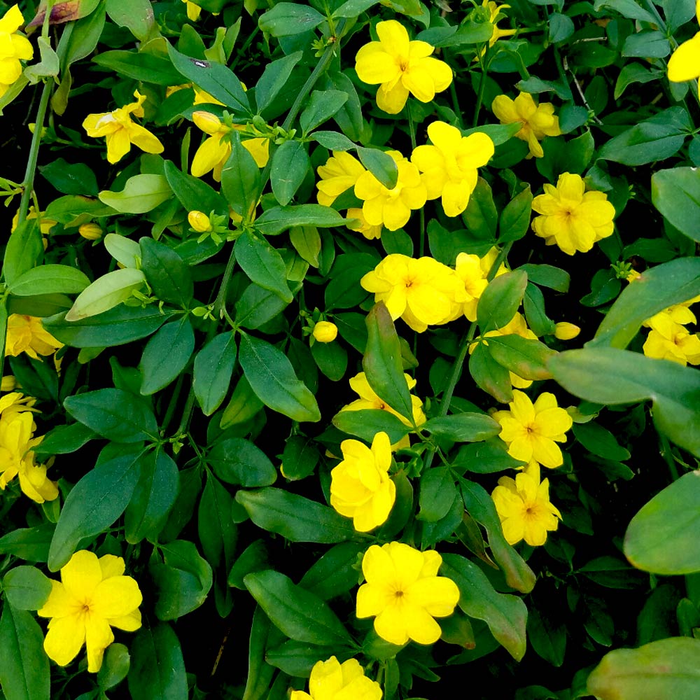 ウンナンオウバイ(雲南黄梅)【庭木 15cmポット苗 2年生／1個売り