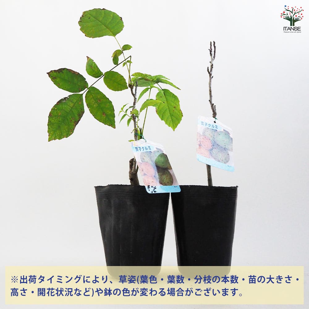 くるみの苗木 菓子クルミSサイズ12～ 【果樹の苗木 12～15cmポット／1