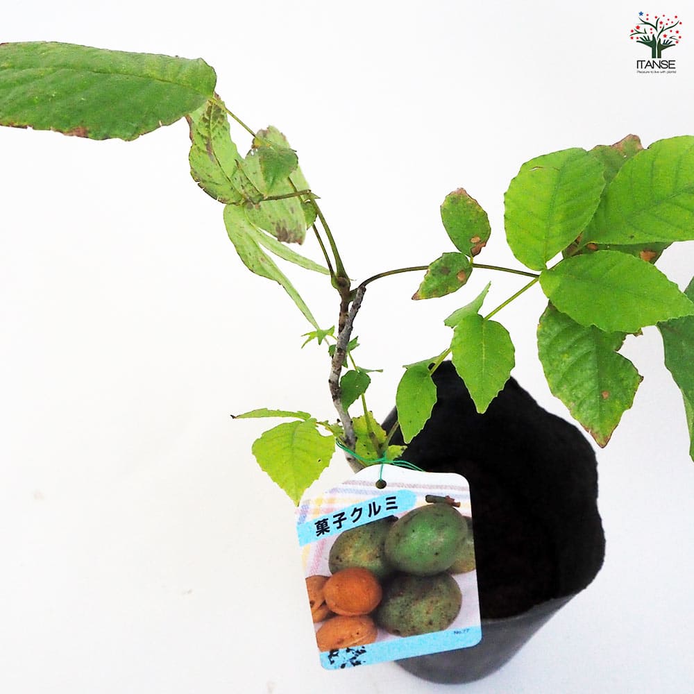 くるみの苗木 菓子クルミSサイズ12～ 【果樹の苗木 12～15cmポット／1