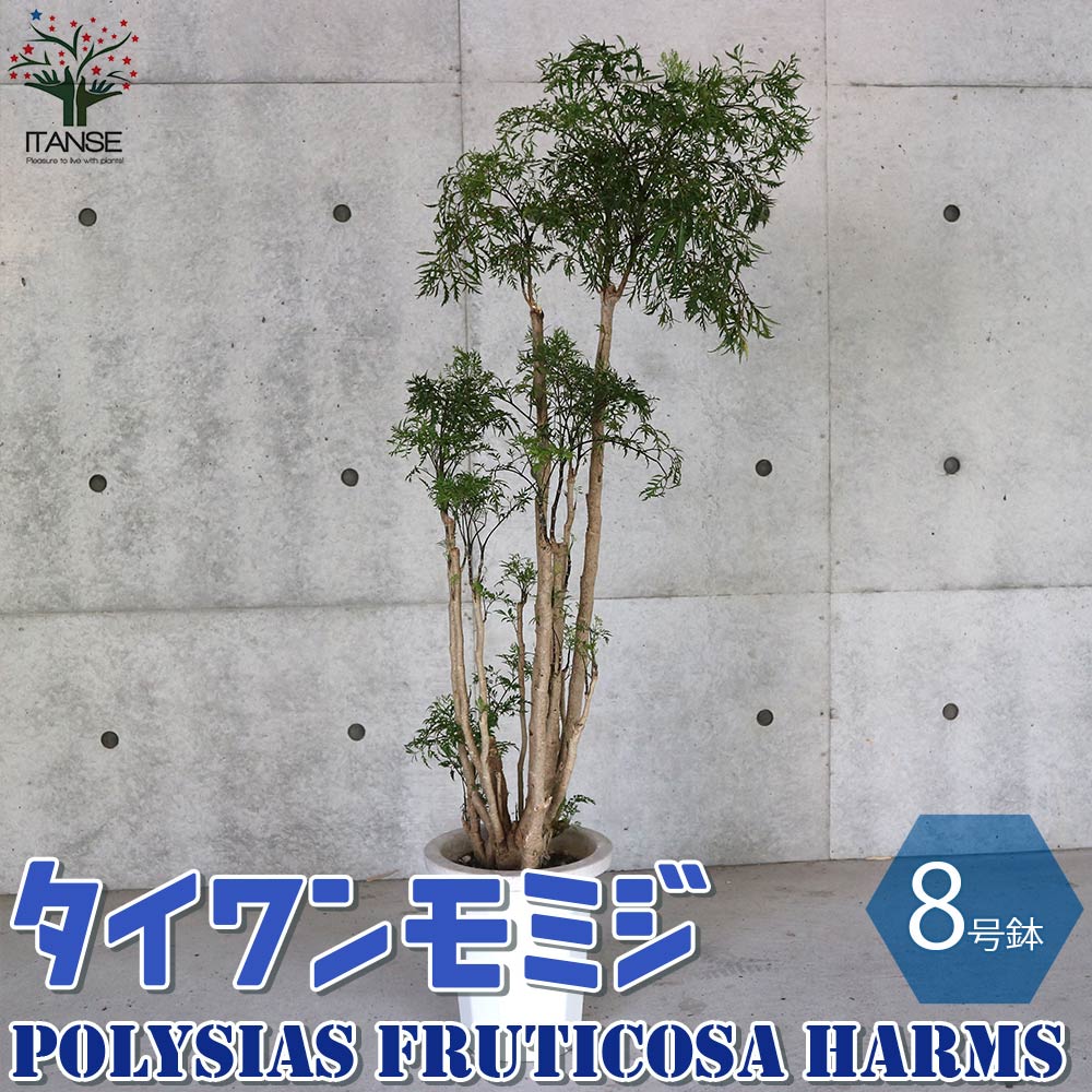 タイワンモミジ リビングやオフィス向きサイズ【観葉植物 8号鉢