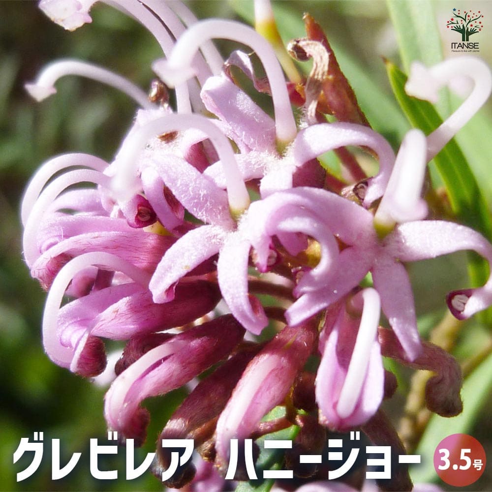 グレビレア ハニージョー 【花木苗 3.5号】｜ 【植物のITANSE