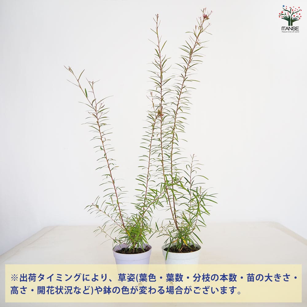 グレビレア ハニージョー 【花木苗 3.5号】｜ 【植物のITANSE