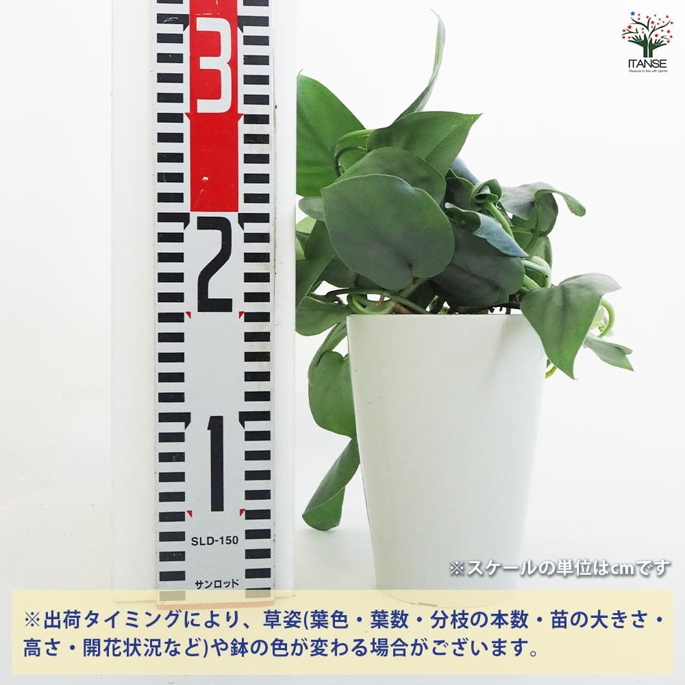 スキンダプサス プラチナ 【観葉植物 4号鉢】