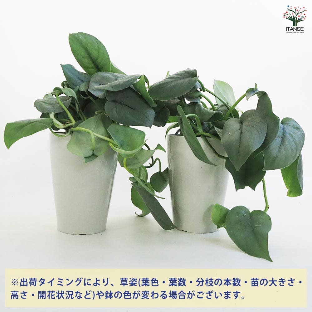 スキンダプサス プラチナ 【観葉植物 4号鉢】｜ 【植物の