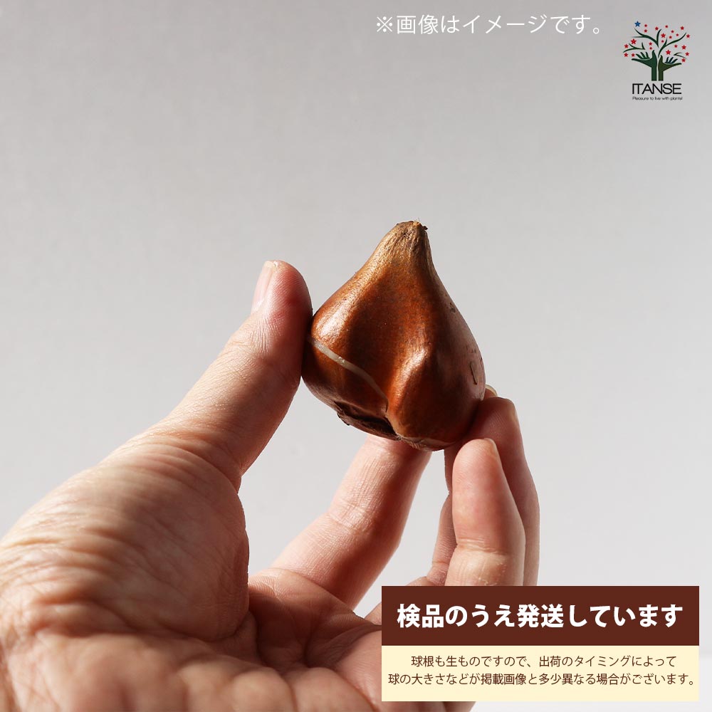 八重咲チューリップ ペギーワンダー【花球根／お買い得2球セット