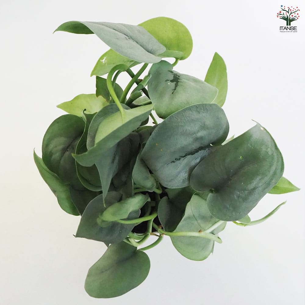 スキンダプサス プラチナ 【観葉植物 4号鉢】