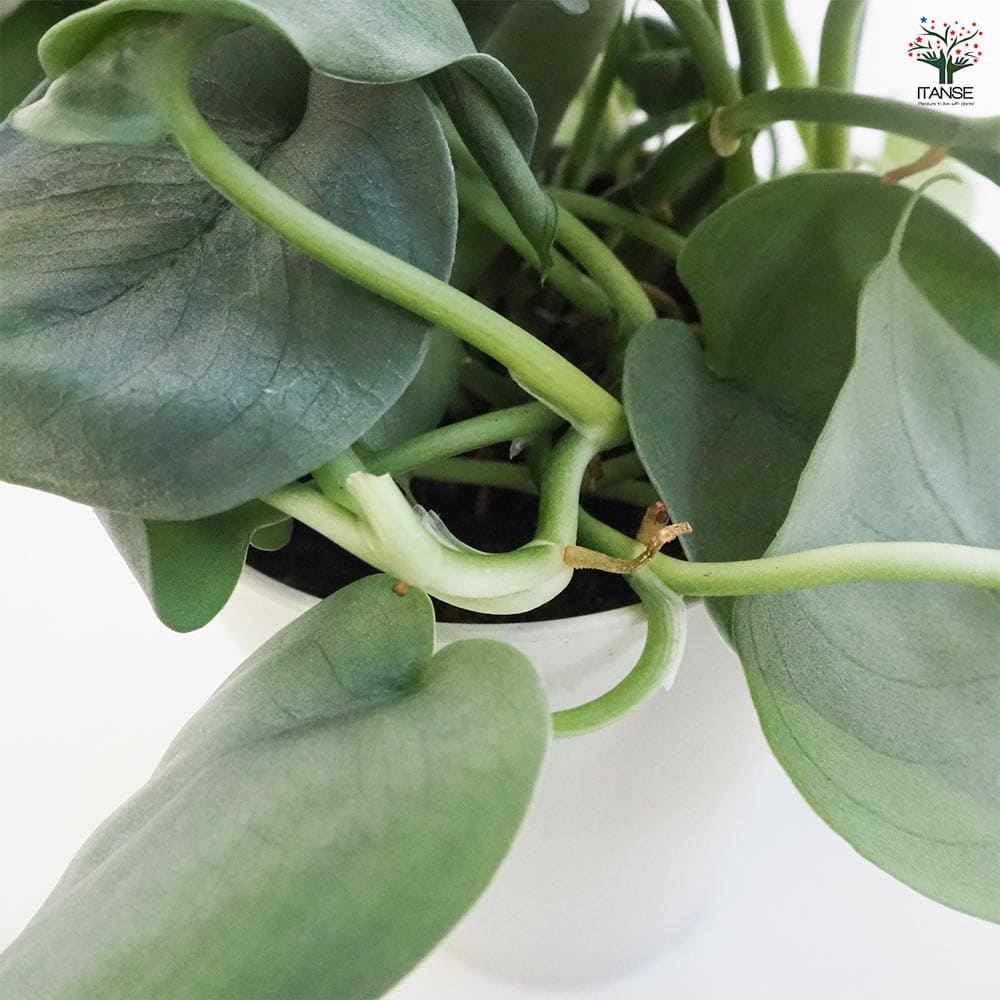 スキンダプサス プラチナ 【観葉植物 4号鉢】｜ 【植物の