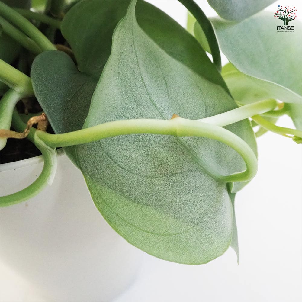 スキンダプサス プラチナ 【観葉植物 4号鉢】