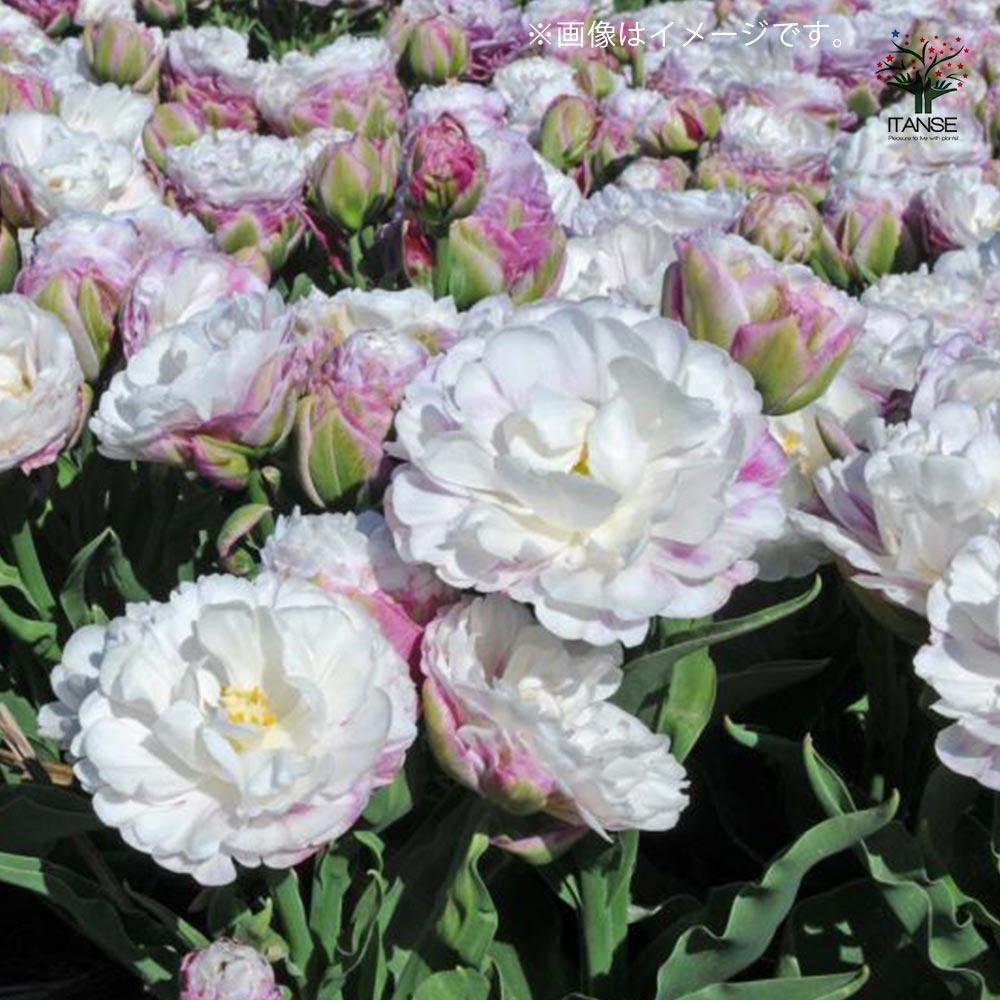 八重咲チューリップ ペギーワンダー【花球根／お買い得2球セット