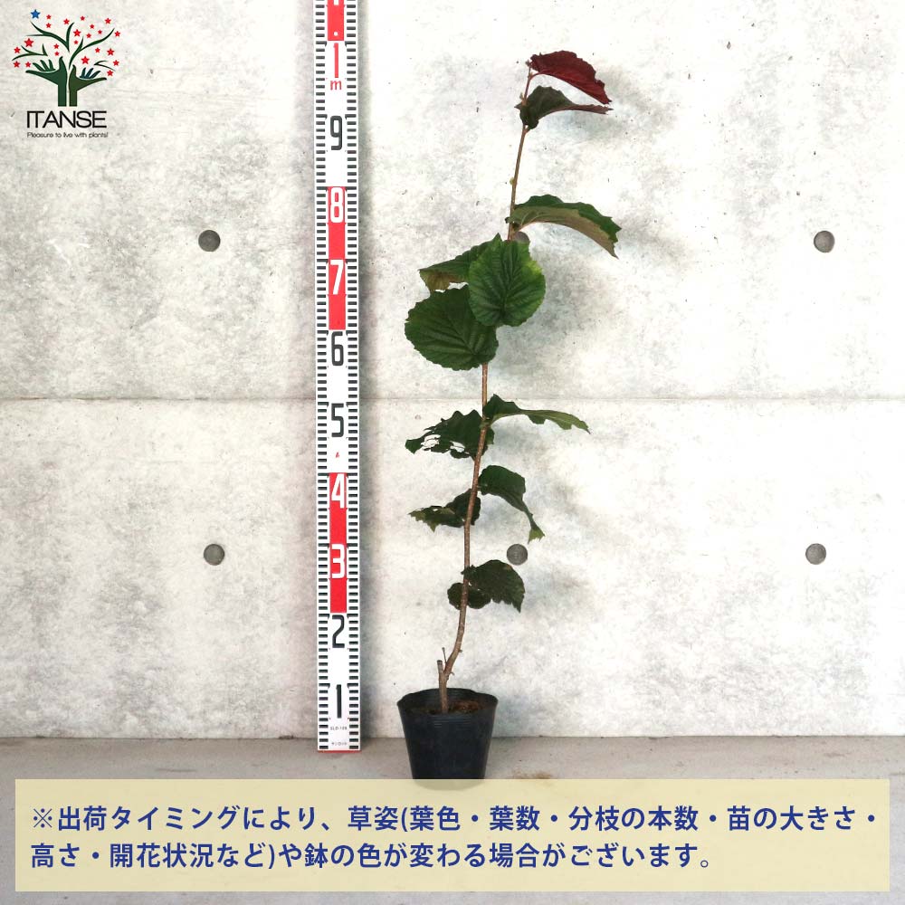 ヘーゼルナッツの苗木 ロードゼラヌート【果樹の苗木 13.5cmポット 2年生 挿し木苗／1個売り】