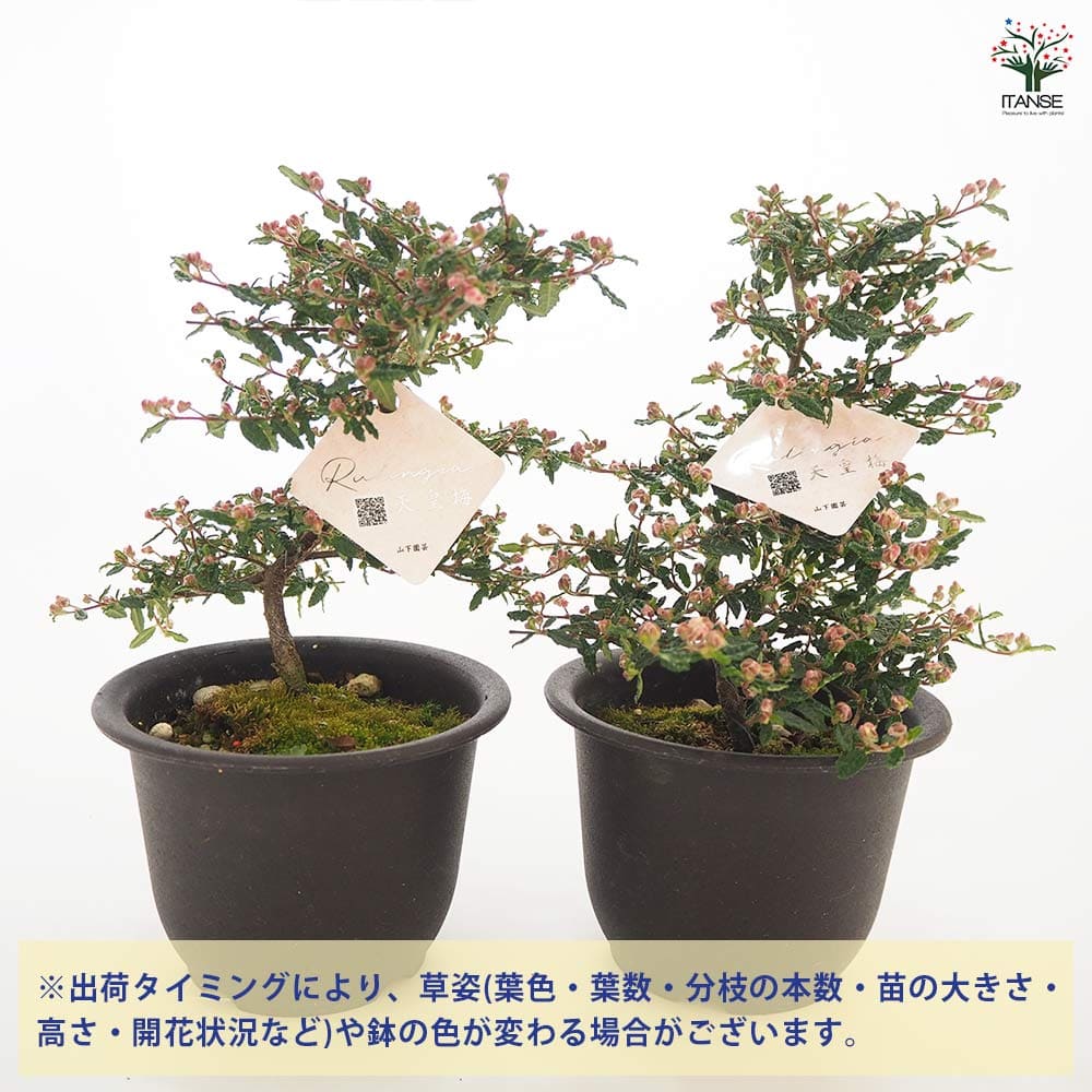 天皇様と四季の花木 Yahoo!オークション - 昭和天皇と四季の花木 0373 29486 美術 写真