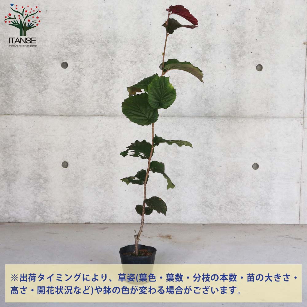 ヘーゼルナッツの苗木 ロードゼラヌート【果樹の苗木 13.5cmポット 2年生 挿し木苗／1個売り】