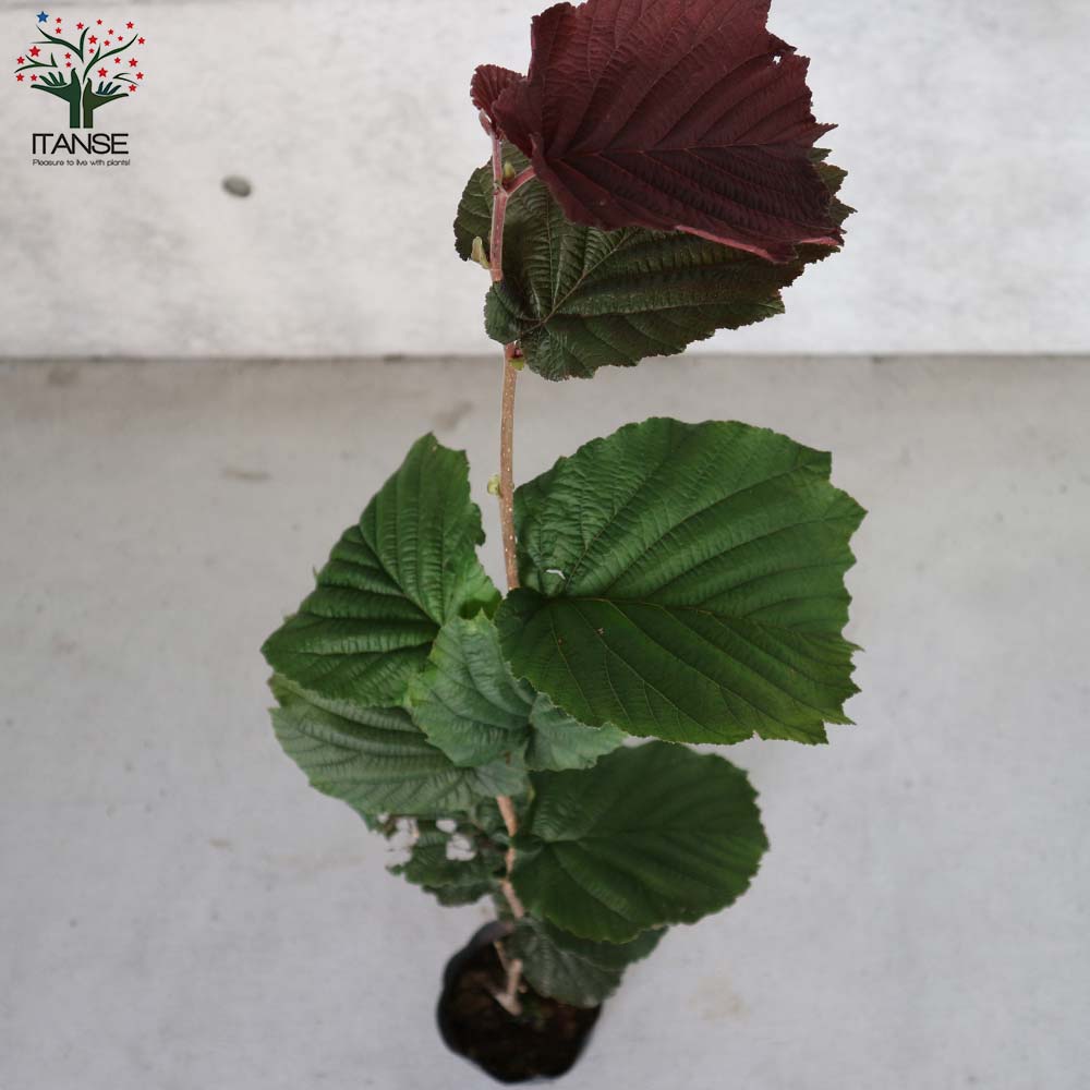 ヘーゼルナッツの苗木 ロードゼラヌート【果樹の苗木 13.5cmポット 2年生 挿し木苗／1個売り】