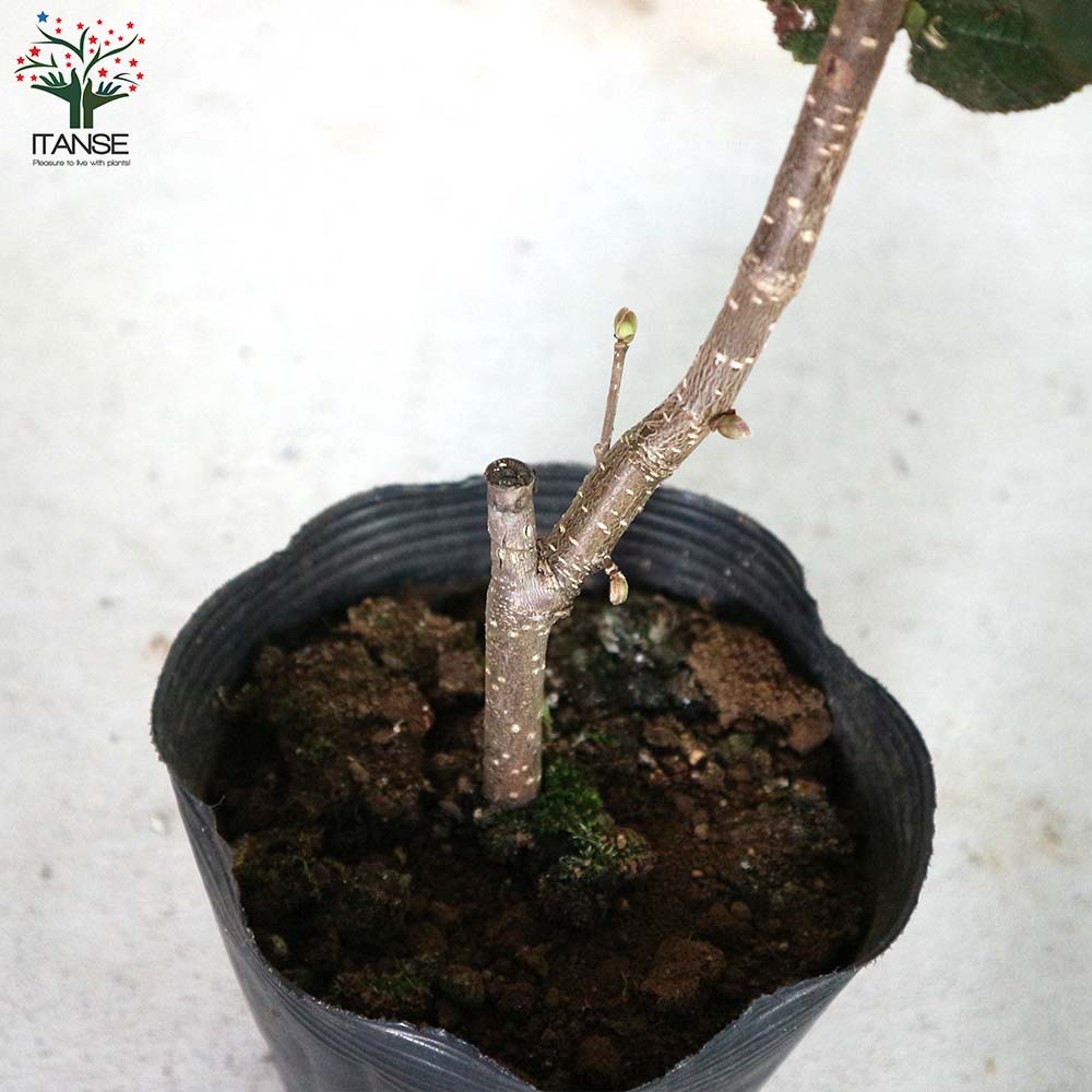 ヘーゼルナッツの苗木 ロードゼラヌート【果樹の苗木 13.5cmポット 2年生 挿し木苗／1個売り】