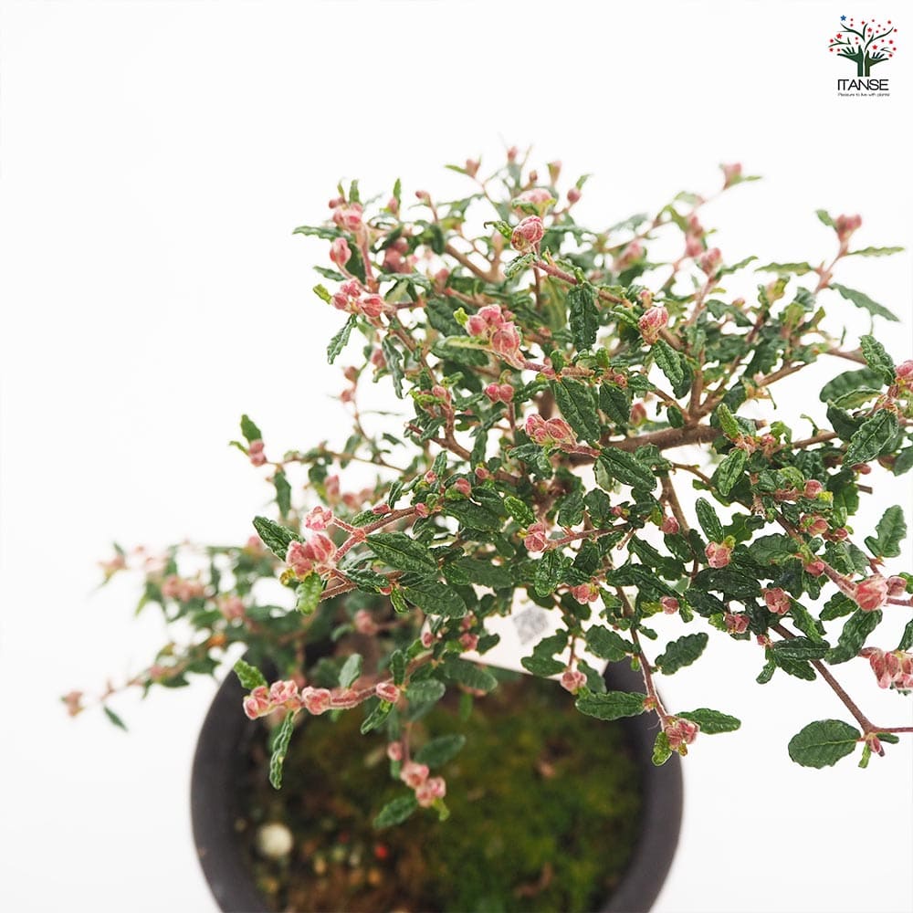 超特大古木　天皇梅　観葉植物 グレー鉢 約70cm 超特大古木 天皇梅 観葉植物 グレー鉢 約70cm
