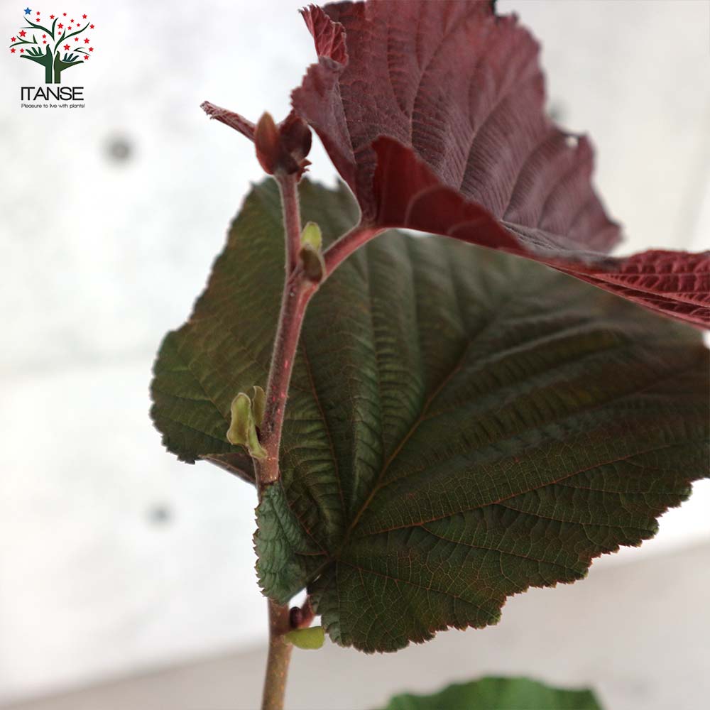 ヘーゼルナッツの苗木 ロードゼラヌート【果樹の苗木 13.5cmポット 2年生 挿し木苗／1個売り】