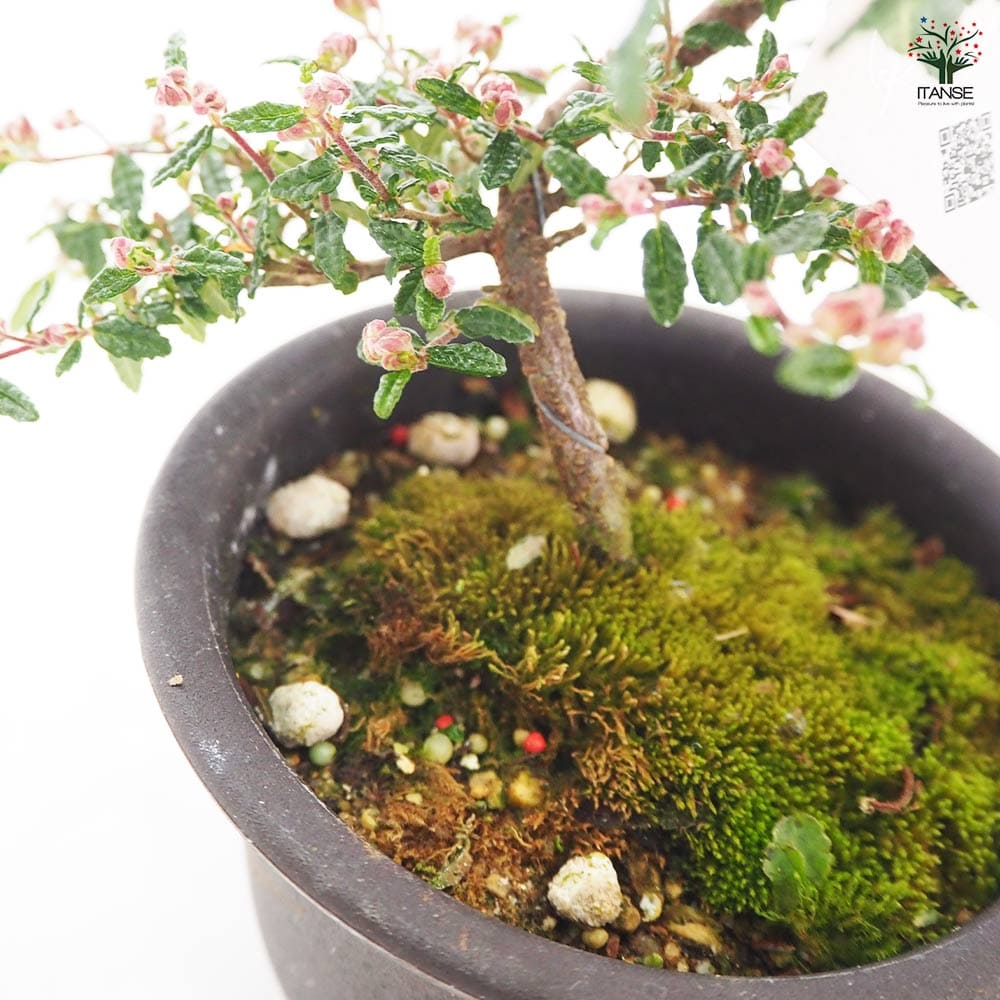 天皇梅 【花木苗 4号】｜ 【植物のITANSE】全品送料無料・即出荷!