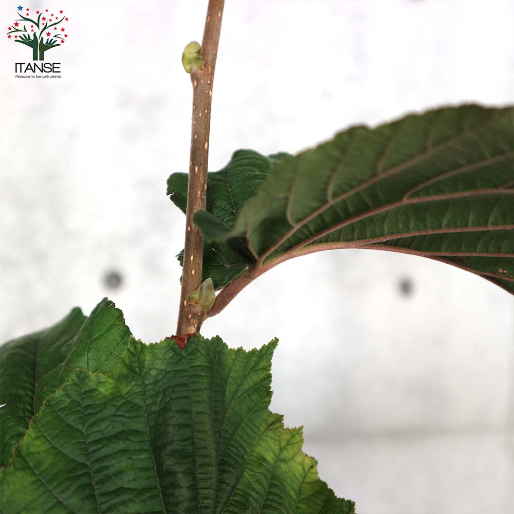 ヘーゼルナッツの苗木 ロードゼラヌート【果樹の苗木 13.5cmポット 2年生 挿し木苗／1個売り】