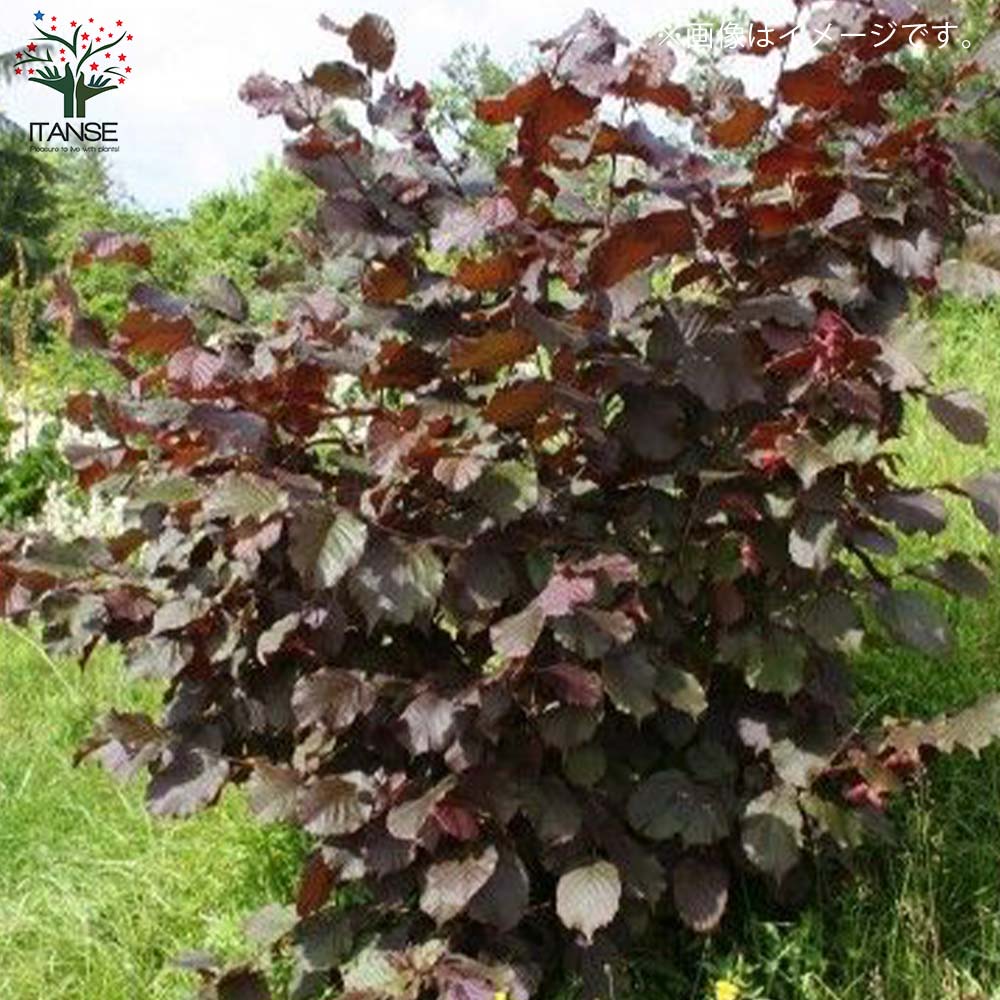 ヘーゼルナッツの苗木 ロードゼラヌート【果樹の苗木 13.5cmポット 2年生 挿し木苗／1個売り】